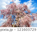 青空に映えるピンク色のシダレザクラ 121603729