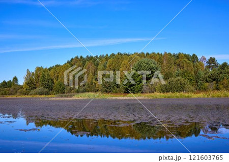 Calm Water Surface with Algae and Tree Reflections 121603765