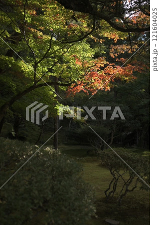 光差す紅葉 光差す紅葉 121604025
