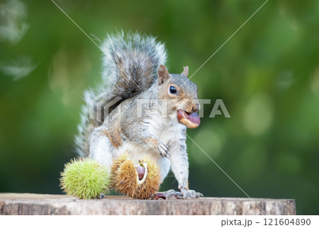 Grey squirrel eating sweet chestnut fruit on a tree stump in autumn Grey squirrel eating sweet chestnut fruit on a tree stump in autumn 121604890