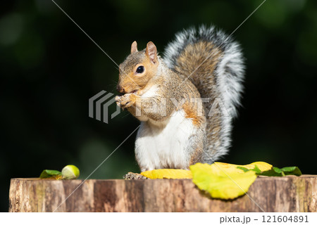 Grey squirrel eating acorn on a tree stump in autumn Grey squirrel eating acorn on a tree stump in autumn 121604891