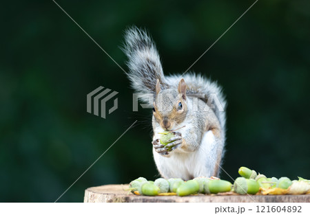 Portrait of a grey squirrel eating acorn on a tree stump in autumn 121604892