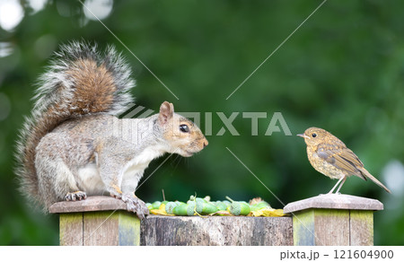 Grey squirrel and robin sharing a woodland feast 121604900
