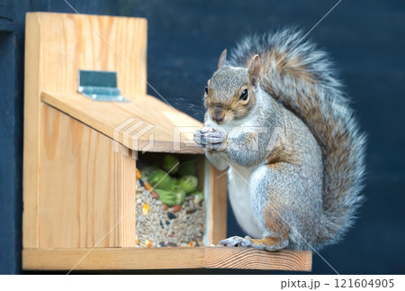 Portrait of a grey squirrel eating nuts and seeds on a squirrel feeder 121604905