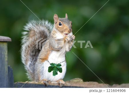 Adorable squirrel with a fig leaf standing on a garden fence Adorable squirrel with a fig leaf standing on a garden fence 121604906