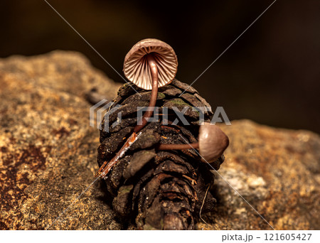 Fungus that grows inside pine cones that fall to the ground after rain Fungus that grows inside pine cones that fall to the ground after rain 121605427