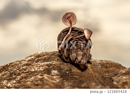 Fungus that grows inside pine cones that fall to the ground after rain Fungus that grows inside pine cones that fall to the ground after rain 121605428