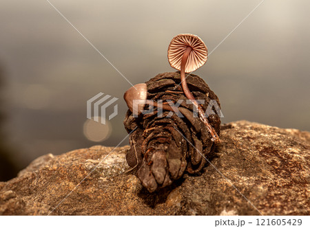 Fungus that grows inside pine cones that fall to the ground after rain Fungus that grows inside pine cones that fall to the ground after rain 121605429