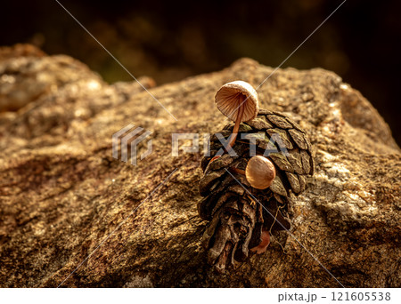 Fungus that grows inside pine cones that fall to the ground after rain 121605538