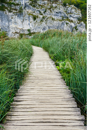 Wooden boardwalk hiking trail between long, thin, green swamp grass in nature park, perspective view 121607162