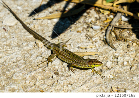 Dalmatian lizard (Podarcis melisellensis) on a city street, animal life in an urban environment 121607168