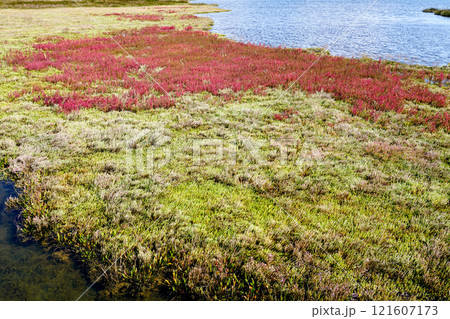 Vegetation of salt tolerant halophyte shrubs in eco park Ninska lagoon, Adriatic sea, Croatia 121607173