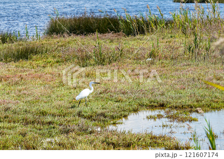 Snow white little Egret Egretta garzetta on salt tolerant halophyte plants in eco park Ninska lagoon 121607174