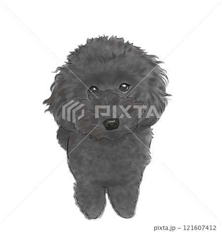つぶらな瞳でこちらを見る黒いトイプードル つぶらな瞳でこちらを見る黒いトイプードル 121607412