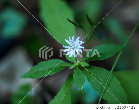 キッコウハグマのある風景 キッコウハグマのある風景 121607428