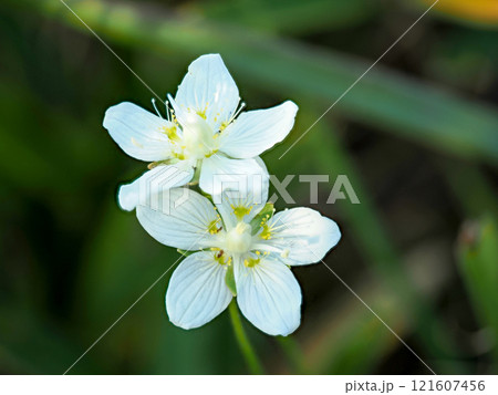 ウメバチソウのある風景 121607456
