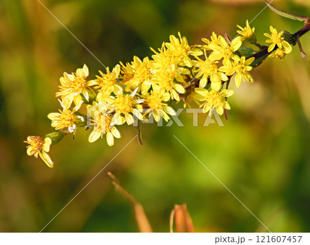 オオアワダチソウのある風景 121607457