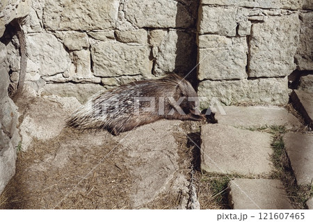 A South African porcupine lounging outside in the sun. Locked in a zoo in captivity. 121607465