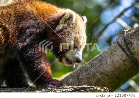 The red panda, Ailurus fulgens, also called the lesser panda. 121607478