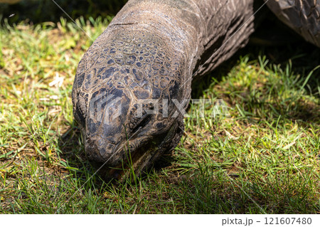 Aldabra giant tortoise, Curieuse Marine National Park, Curieuse, Seychelles 121607480