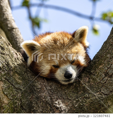 The red panda, Ailurus fulgens, also called the lesser panda. The red panda, Ailurus fulgens, also called the lesser panda. 121607481