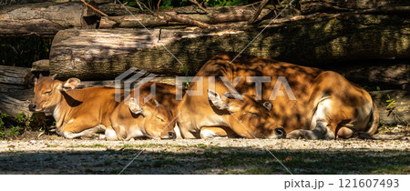 Family of Banteng, Bos javanicus or Red Bull is a type of wild cattle. 121607493