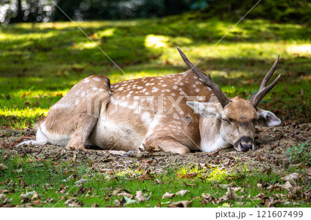 The fallow deer, Dama mesopotamica is a ruminant mammal 121607499