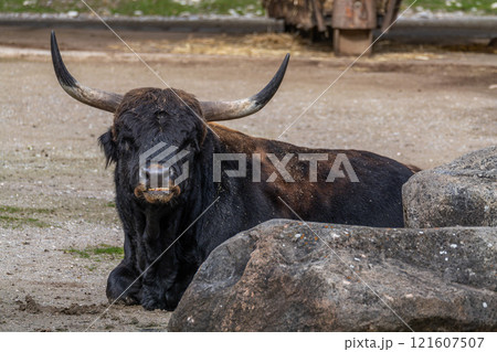 Heck cattle, Bos primigenius taurus or aurochs in a German park 121607507