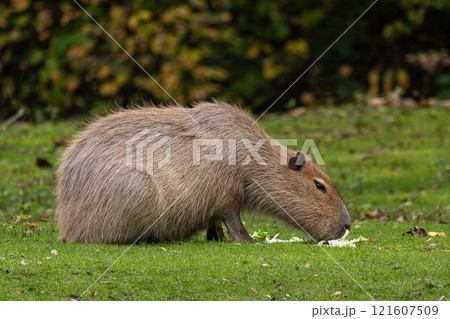 Capybara, Hydrochoerus hydrochaeris grazing on fresh green grass 121607509