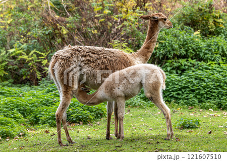 Baby Vicuna, Vicugna Vicugna, relatives of the llama 121607510