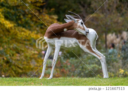 Dama gazelle, Gazella dama mhorr or mhorr gazelle is a species of gazelle 121607513
