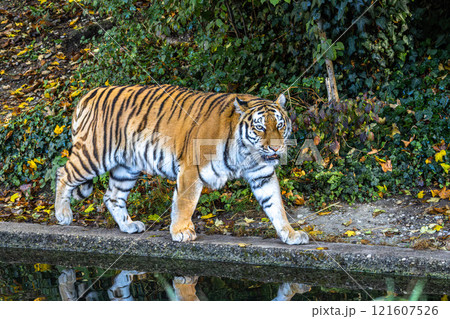 The Siberian tiger,Panthera tigris altaica in a park 121607526
