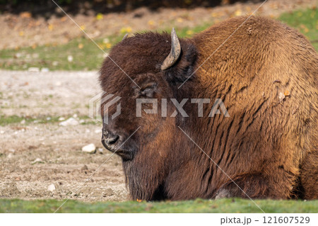 American buffalo known as bison, Bos bison in a german park 121607529
