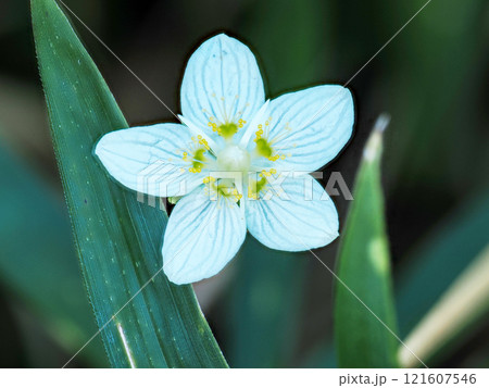 ウメバチソウのある風景 ウメバチソウのある風景 121607546