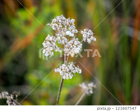 セイヨウカノコソウのある風景 121607547
