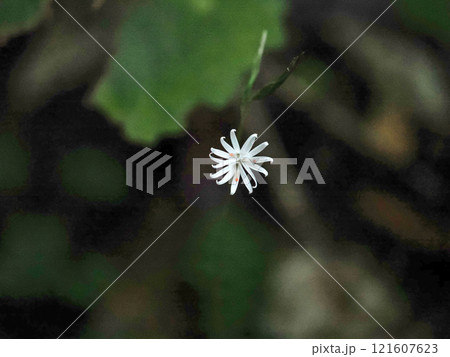 キッコウハグマのある風景 121607623