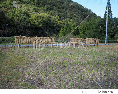 稲わらの天日干しのある風景 121607761