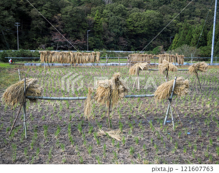 稲わらの天日干しのある風景 121607763