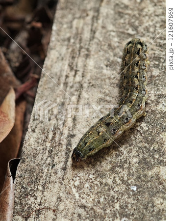 Tobacco Cutworm Caterpillar on Concrete Surface Tobacco Cutworm Caterpillar on Concrete Surface 121607869