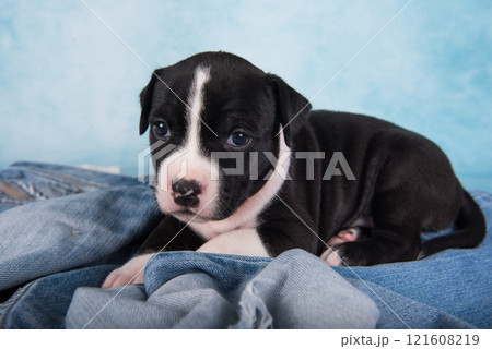 Black and white American Staffordshire Terrier dog or AmStaff puppy on blue background 121608219