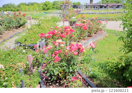 バラの花 チャールストン バラの花 チャールストン 121608221