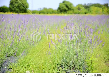 爽やか　ラベンダーの花 121608222