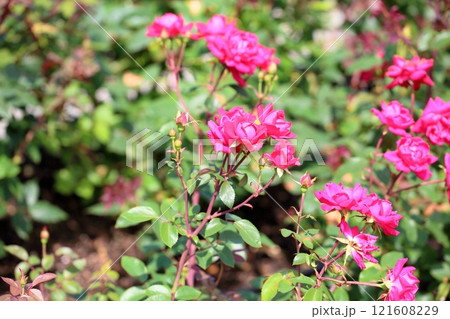 バラの花 ダブルノックアウト バラの花 ダブルノックアウト 121608229