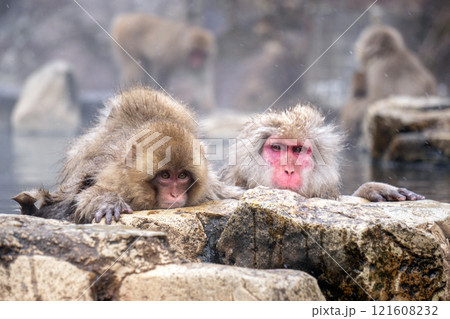 Japanese Snow Monkey japanese snow monkeys playing in hot springs in winter. 121608232