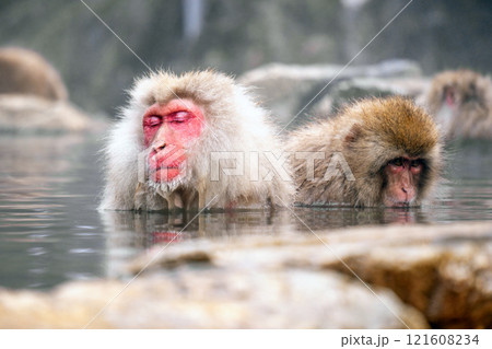 Japanese Snow Monkey japanese snow monkeys playing in hot springs in winter. Japanese Snow Monkey japanese snow monkeys playing in hot springs in winter. 121608234