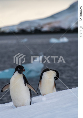 Adelie Penguin standing on an iceberg Adelie Penguin standing on an iceberg 121608251