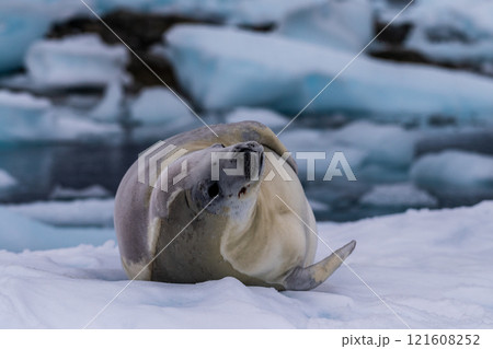Crabeater Seal resting on a sheet of ice Crabeater Seal resting on a sheet of ice 121608252