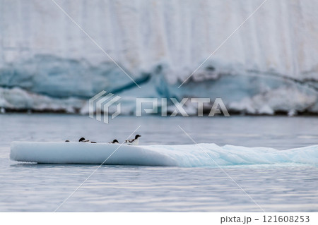Cape Petrels resting on an iceberg Cape Petrels resting on an iceberg 121608253