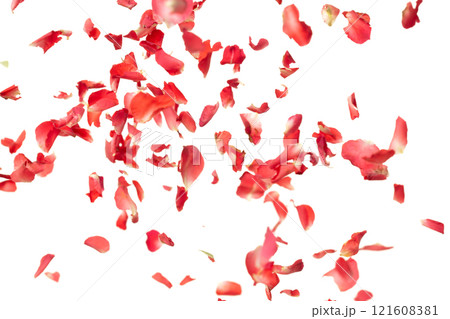 Red rose petals falling romantic white background isolated with real photo red rose flower petals flying. Love, romance floral spring season, wedding invitation red rose petals in mid air Red rose petals falling romantic white background isolated with real photo red rose flower petals flying. Love, romance floral spring season, wedding invitation red rose petals in mid air 121608381