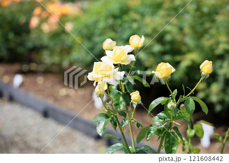 バラの花　ピース 121608442